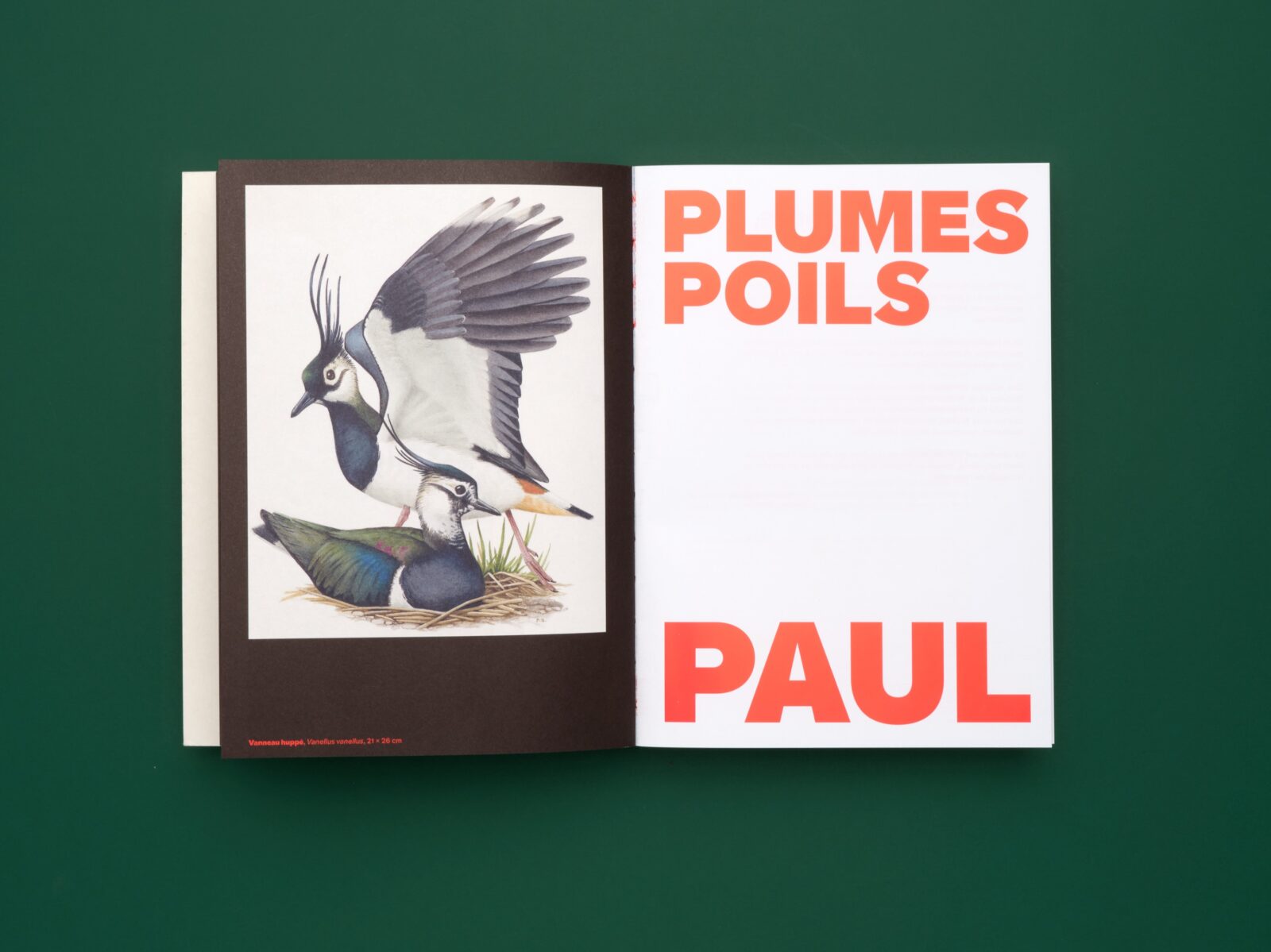 SUPERO_PLUMES-POILS-PAUL 17_3000px