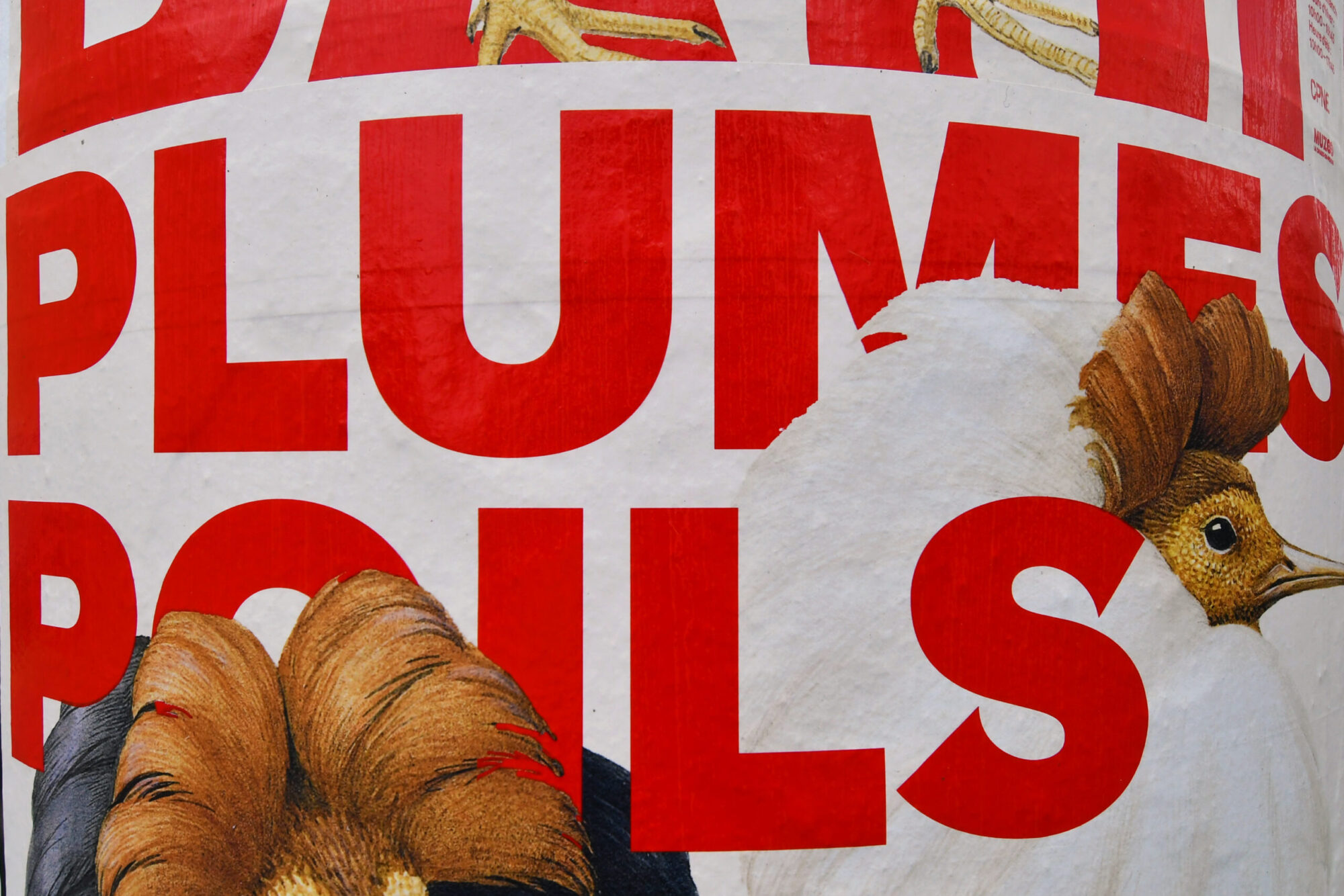 SUPERO_Paul_Barruel_D50_8340_low