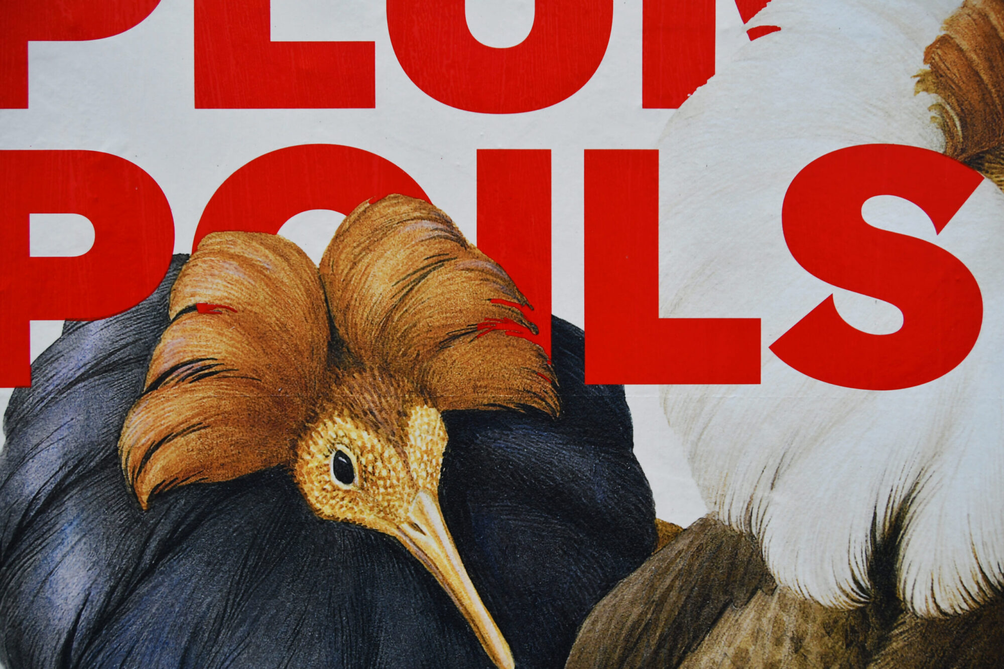 SUPERO_Paul_Barruel_D50_8428_low